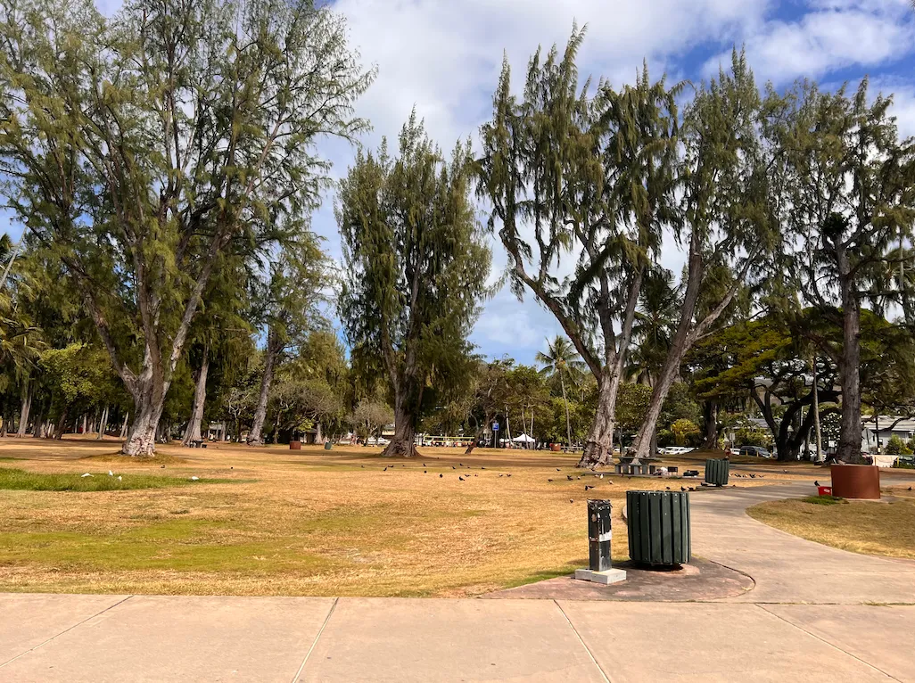 芝生　公園